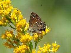 Callophrys gryneus