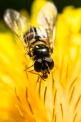 Dasysyrphus