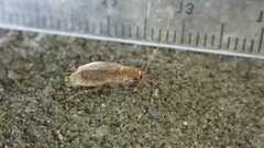 Planuncus tingitanus
