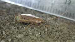 Planuncus tingitanus