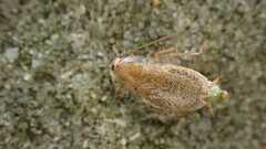 Planuncus tingitanus