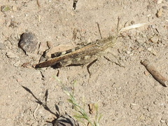 Oedipodinae