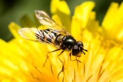 Dasysyrphus