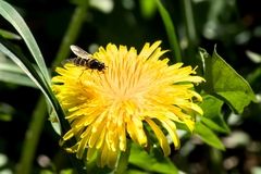 Dasysyrphus