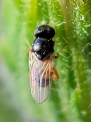 Chloropidae