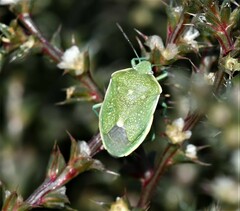 Chlorochroa uhleri
