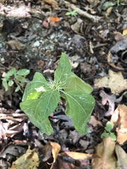Ruellia caroliniensis