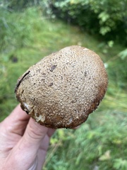 Agaricus augustus