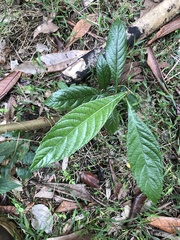 Eriobotrya japonica