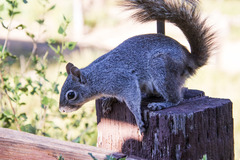 Sciurus arizonensis