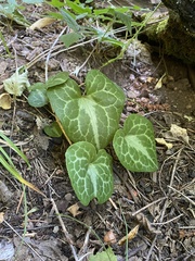 Asarum marmoratum