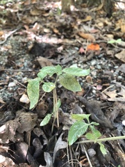 Ruellia caroliniensis