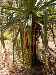Pandanus spiralis