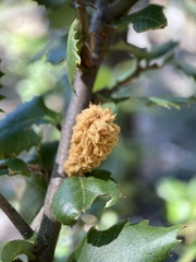 Heteroecus melanoderma