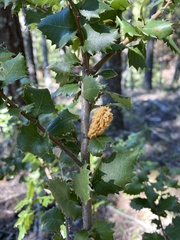 Heteroecus melanoderma