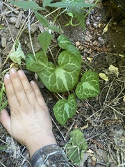 Asarum marmoratum