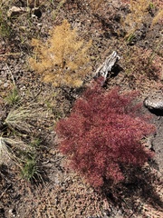 Cotinus coggygria