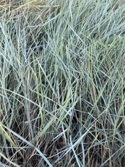 Elymus smithii