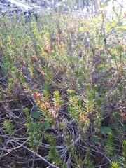 Phyllodoce empetriformis