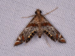 Petrophila jaliscalis