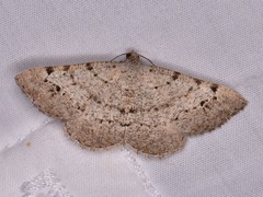 Digrammia pallidata