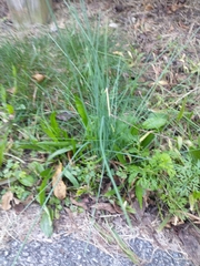 Allium vineale