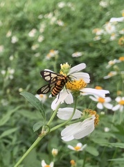 Amata huebneri