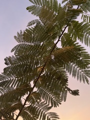Albizia julibrissin