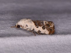 Ponometia phecolisca