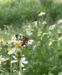 Amata huebneri