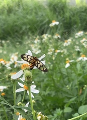 Amata huebneri