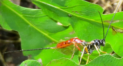 Dolichomitus irritator