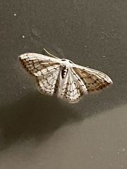 Idaea tacturata
