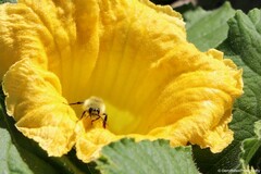 Bombus huntii