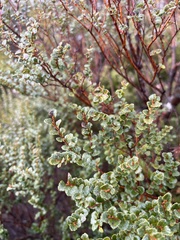 Nothofagus cunninghamii