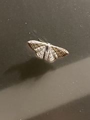Idaea tacturata