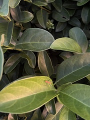 Zelus longipes