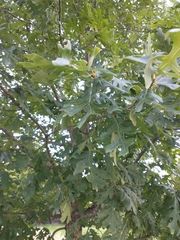 Quercus