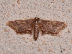 Idaea furciferata