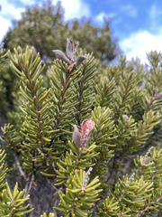 Orites revolutus