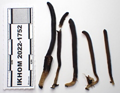 Clavaria atroumbrina