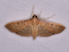 Herpetogramma bipunctalis