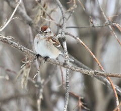 Spizelloides arborea