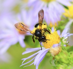 Andrena robervalensis