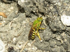 Agapostemon splendens