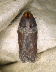 Acleris celiana