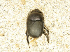 Geotrupes opacus