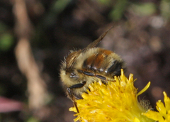 Bombus lapponicus