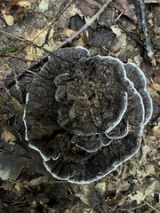 Phellodon niger