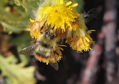 Bombus lapponicus